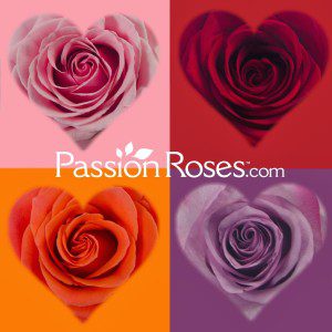 https://hamptonstohollywood.com/kyle-langan/6-things-roses-say-about-you/